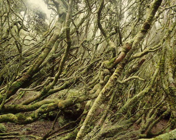 Dracophyllum Forest