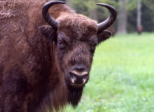 Bison II