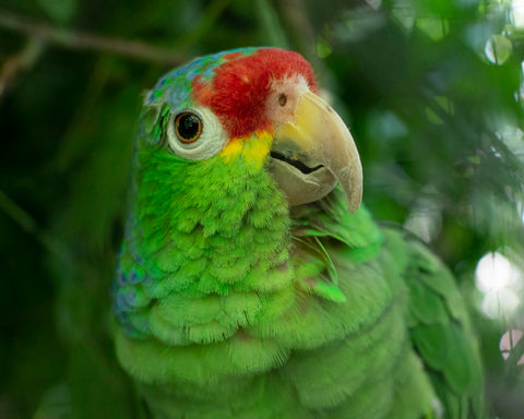 Crimson-Fronted Parakeet II
