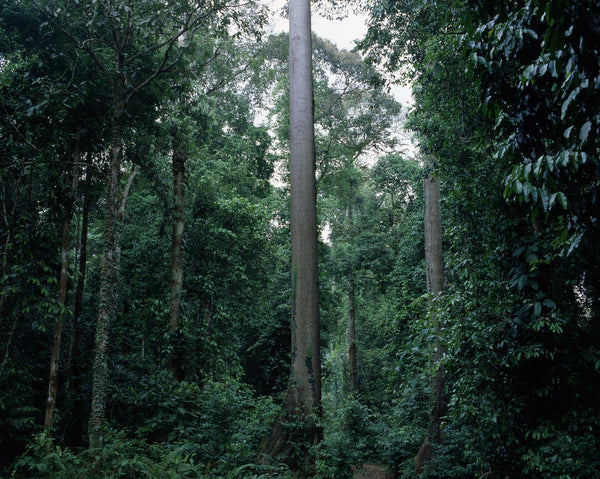 Danum XV