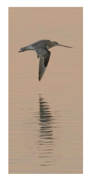 Where the Godwits Fly