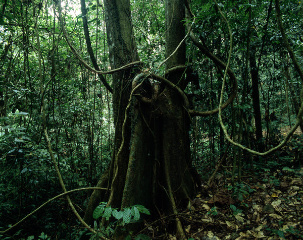 Poring, Ranau II