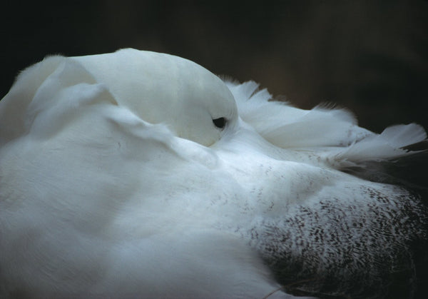 Albatross at Rest in Gale