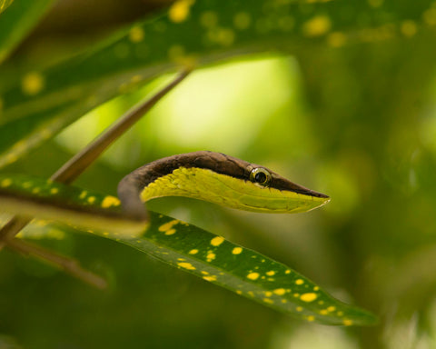 Vine Snake II