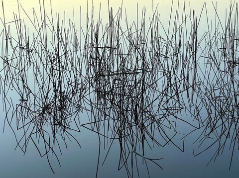 Reeds, Lake Ianthe