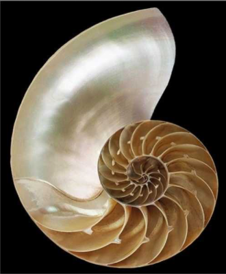 Nautilus Greeting Card