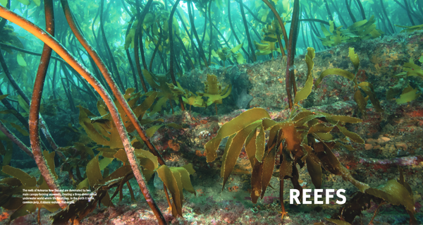 Fishes of Aotearoa