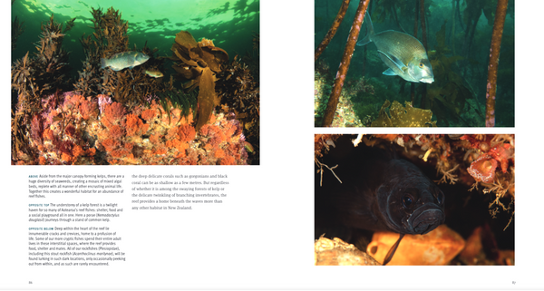 Fishes of Aotearoa - Potton & Burton