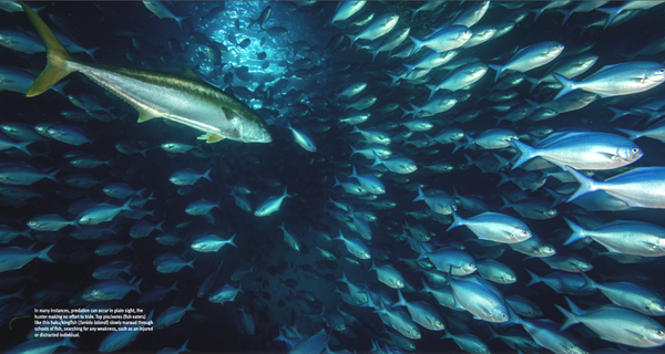 Fishes of Aotearoa