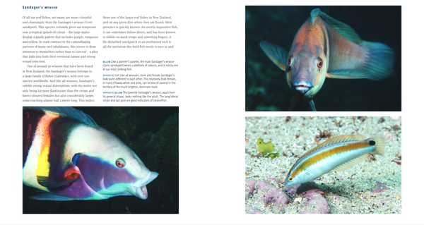 Fishes of Aotearoa