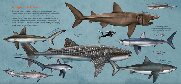 Mangō: Sharks and Rays of Aotearoa