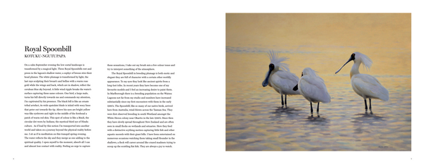 Drawn to the Wild: Paintings of New Zealand Birds
