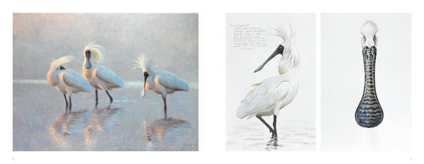 Drawn to the Wild: Paintings of New Zealand Birds