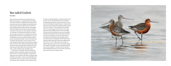 Drawn to the Wild: Paintings of New Zealand Birds