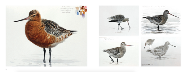 Drawn to the Wild: Paintings of New Zealand Birds