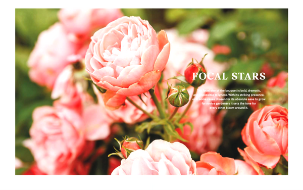 The Floral Dream: A Guide to Growing Cut Flowers in New Zealand