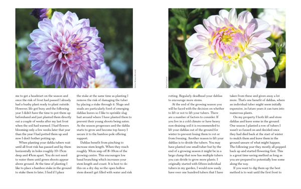 The Floral Dream: A Guide to Growing Cut Flowers in New Zealand