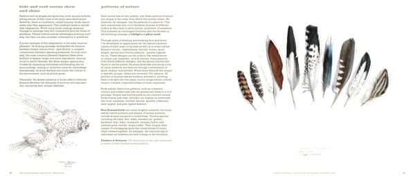Feathers of Aotearoa: An Illustrated Journal