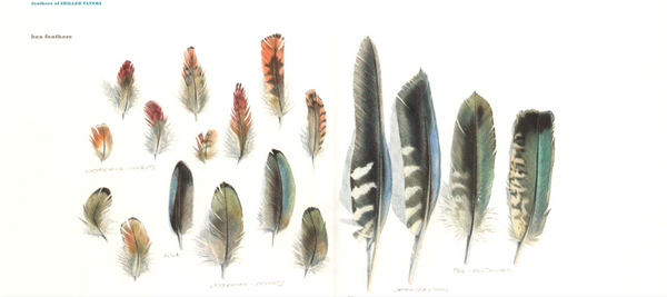 Feathers of Aotearoa: An Illustrated Journal