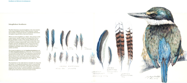 Feathers of Aotearoa: An Illustrated Journal