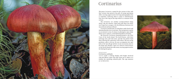 A Hidden World: Discovering the Beauty of New Zealand Fungi