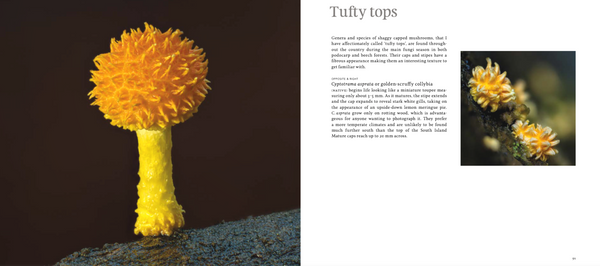 A Hidden World: Discovering the Beauty of New Zealand Fungi