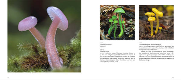 A Hidden World: Discovering the Beauty of New Zealand Fungi