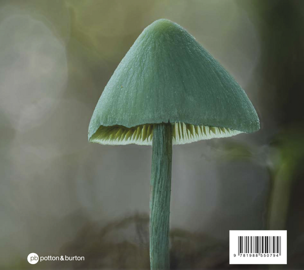 A Hidden World: Discovering the Beauty of New Zealand Fungi