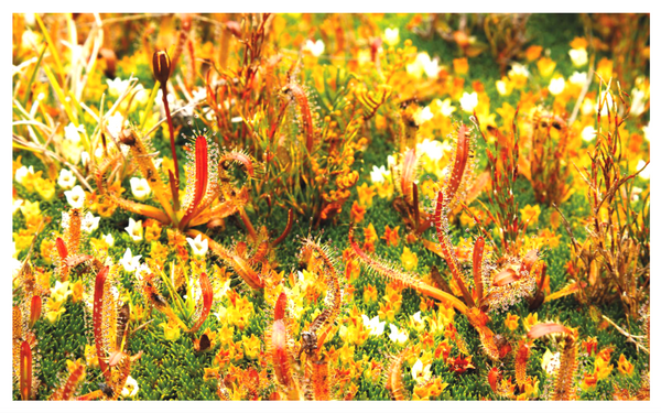 Caring for Kahurangi: The inspiring story of Friends of Flora