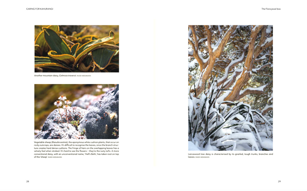 Caring for Kahurangi: The inspiring story of Friends of Flora