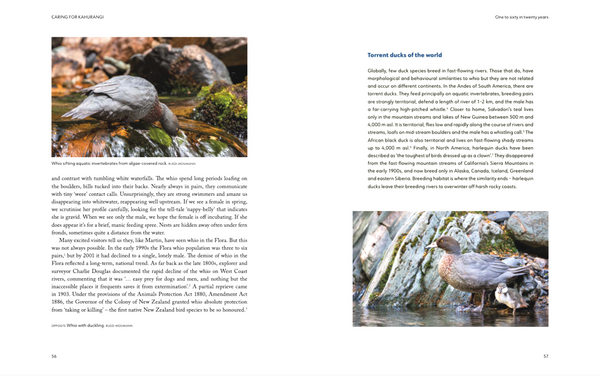 Caring for Kahurangi: The inspiring story of Friends of Flora