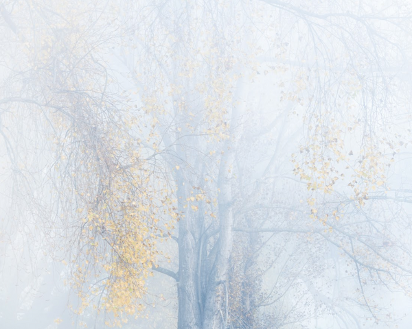 Silence - Folio Box Set