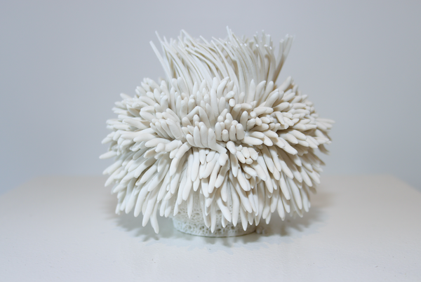 Urchin of the Sea - Sea Anenome II