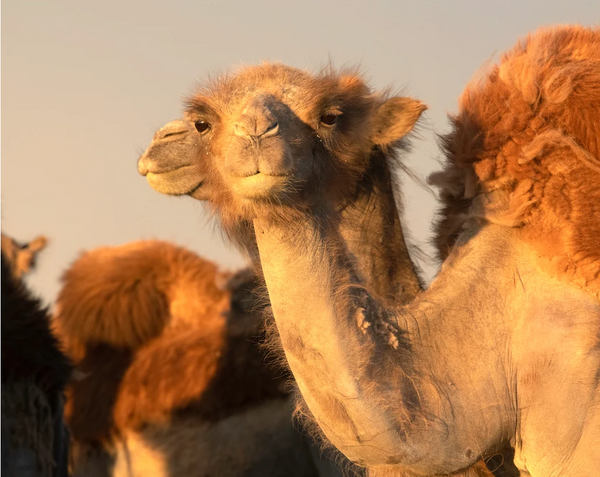 Two Camels, Mongolia Greeting Card