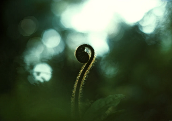 Koru, Fern Frond Greeting Card
