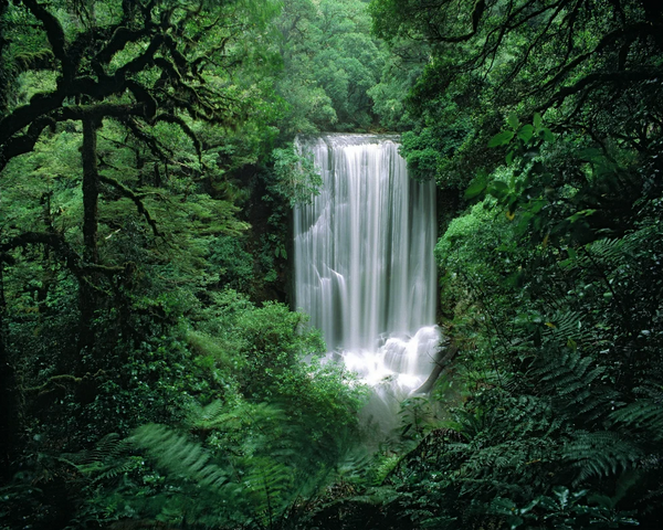 Korokoro Falls, Te Uruwera Greeting Card