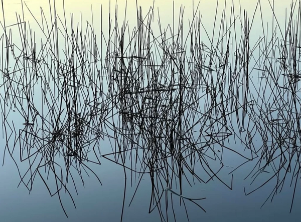 Reeds, Lake Ianthe Greeting Card