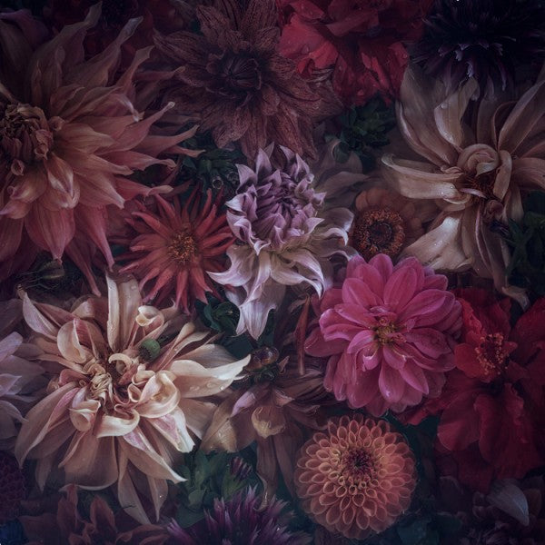 Dreaming in Colour - Marina de Wit