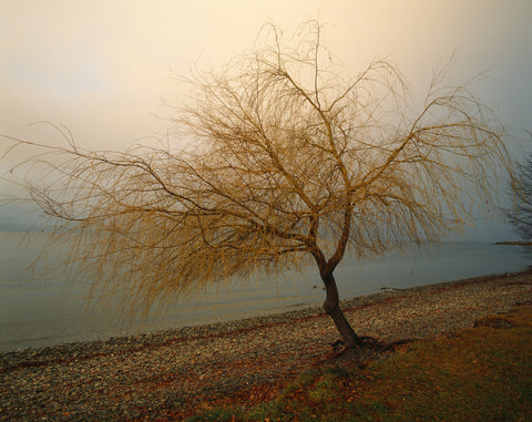 Willow Tree