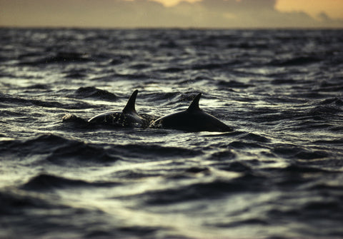 Dusky Dolphins