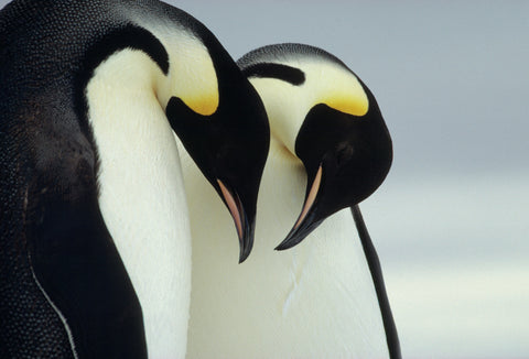 Emperor Penguins