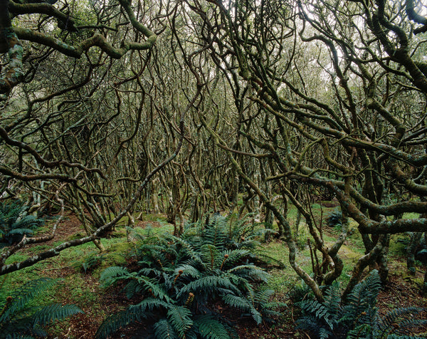 Subantarctic Forest