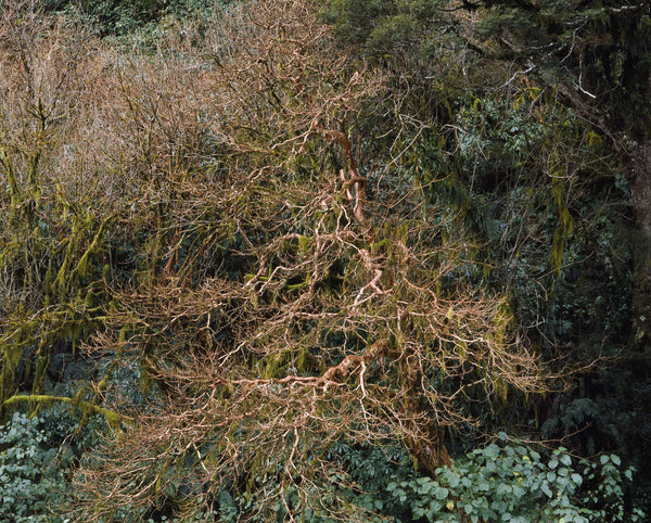 Fuchsia Tree