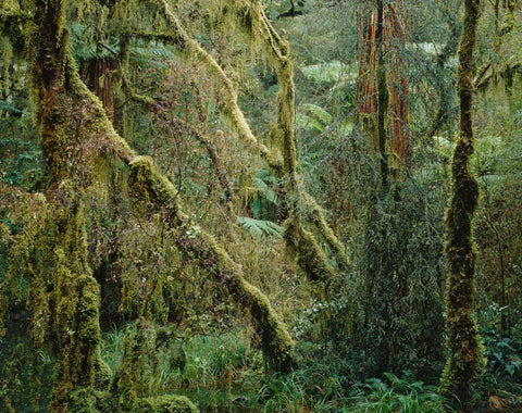 Moss Forest