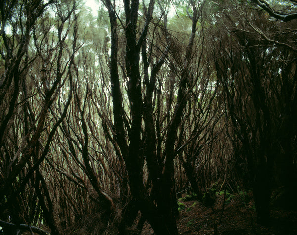 Rata Forest