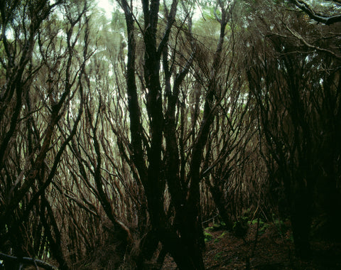Rata Forest