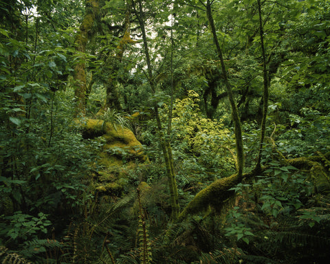 Subalpine Forest