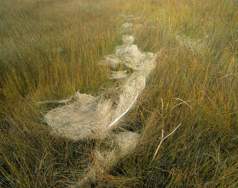 Tidal Flotsam
