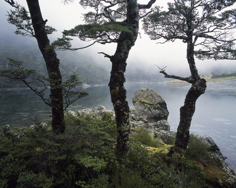 Three Beech Trees, Blue Lake