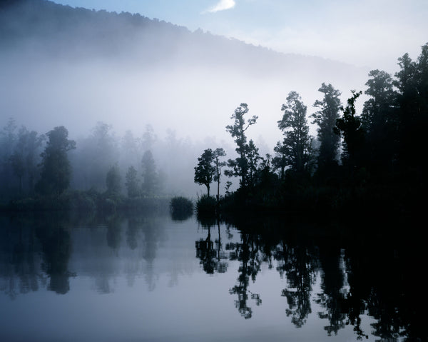 Paringa Mist Forest